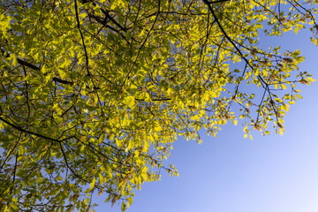translucent spring oak foliage and oak catkins during flowering