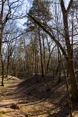 Obraz premium hilly territory with trees without foliage in the spring season