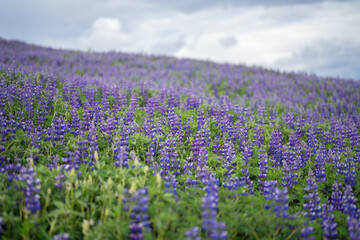 Fototapeta premium Lupine flower plants in Vik town in summer season in Iceland.