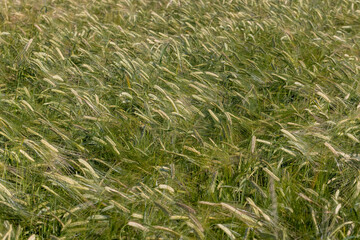 An agricultural field where ripening cereal wheat grows