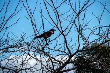Australian Raven (Corvus coronoides)