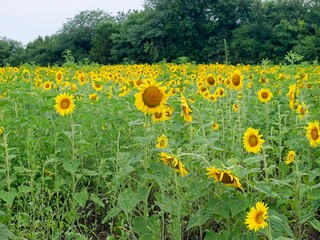 Beautiful Public Sunflower Near Hillsdale Kansas