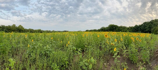 Beautiful Public Sunflower Near Hillsdale Kansas