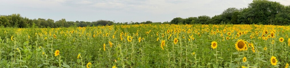 Beautiful Public Sunflower Near Hillsdale Kansas