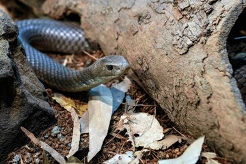 Eastern Brown Snake (Pseudonaja textilis)