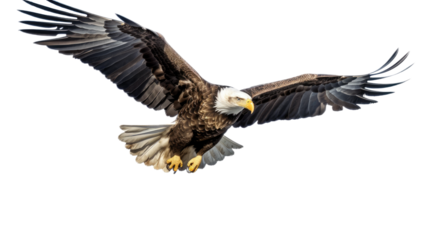 a Bald Eagle (Haliaeetus leucocephalus) in flight, full body 3/4 view in a Wildlife-themed, photorealistic illustration in a PNG format, cutout, and isolated: Generative AI