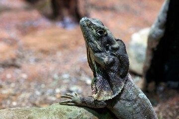 Frilled Lizard (Chlamydosaurus kingii)