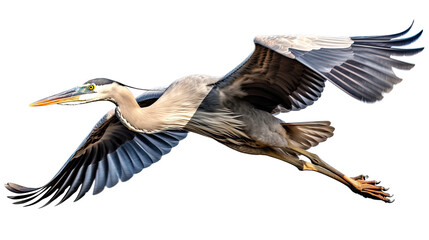 a Great Blue Heron, Ardea herodias, in flight, elegant Nature-themed, photorealistic illustration in a PNG, cutout, and isolated. Generative AI - obrazy, fototapety, plakaty