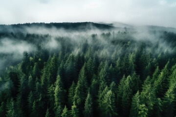 Pine forest with fog seen from drone.