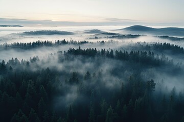 Obraz na płótnie Canvas Pine forest with fog seen from drone.