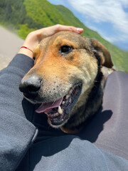 Womah hugging Cute Brown Stray Dog 