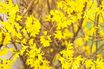 Yellow blooming forsythia bush in spring. Close up of bloom yellow flowers on a grey background.