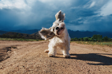 Amusing shih tzu dog shakes off on road on mountains background
