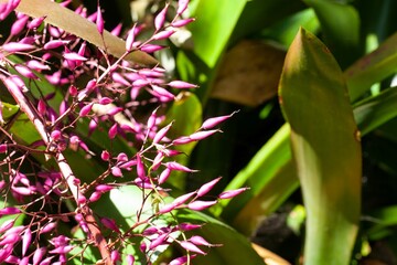 Inflorescence of an Aechmea spectabilis