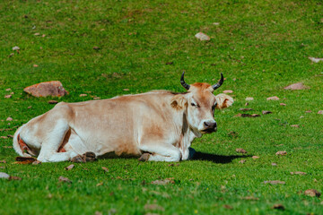 Naklejka na ściany i meble Cow resting on high mountain meadow