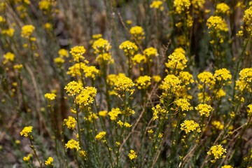Inflorescence of Descurainia bourgaeana