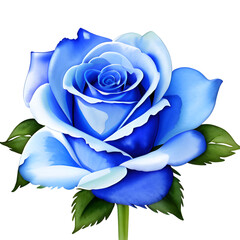 blue rose isolated on white png