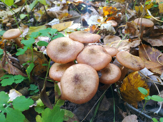 a family of mushrooms with small brown caps among grass and dry autumn leaves. autumn mushroom harvest time. silent hunt. edible and poisonous mushrooms