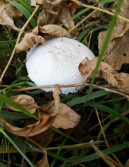 a lone mushroom with a small white cap among the grass and dry autumn leaves. autumn mushroom harvest time. silent hunt. edible and poisonous mushrooms