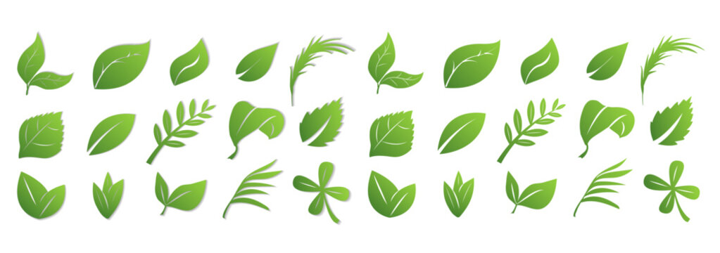 A set of green leaves on a white background with and without a shadow, for logos, designs, for the symbolism of the green planet
