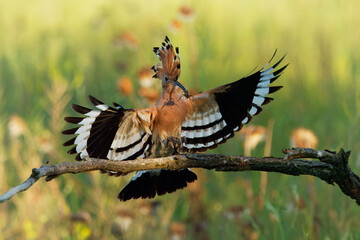 Eurasian Hoopoe (Upupa epops) feeding it's chicks captured in flight. Wide wings, typical crest and prey - spider - in the beak. Hunting insect, lizard, gecko, spiders, grub, maggot and worms