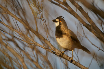 Crested Bellbird - Oreoica gutturalis passerine bird in Oreoicidae, drier parts of Australia in acacia scrublands, eucalypt woodlands, spinifex and saltbush plains and dunes, orange or red