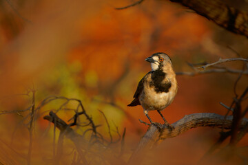 Crested Bellbird - Oreoica gutturalis passerine bird in Oreoicidae, drier parts of Australia in acacia scrublands, eucalypt woodlands, spinifex and saltbush plains and dunes, orange or red