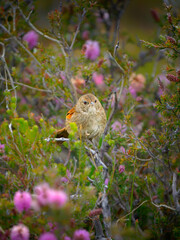 Western Bristlebird - Dasyornis longirostris australian bird in Dasyornithidae, endemic to the coastal heaths of western Australia (east and west of Albany), in colorful flowers