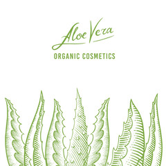 Aloe vera poster or banner. Sketch of Plant and bunch. Ingredient for herbal medicine or cosmetics. Hand drawn Vintage ink sketch. Products for label, advertesment, typography or banner, poster 