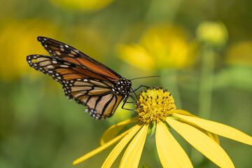 Close-up of monarch butterfly (Danaus plexippus ) gathering nectar from yellow wild sunflower