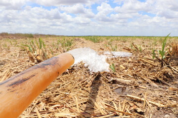 Riego por bombeo en campo de arroz