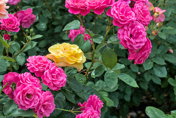 Bright roses in a flower bed in a city park. Close-up. On open air.