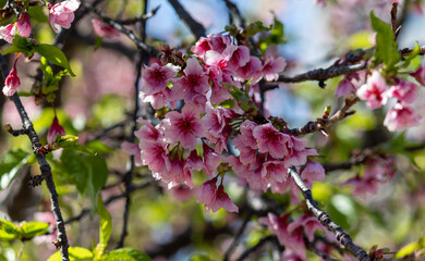 The enchanting beauty of cherry trees.	
