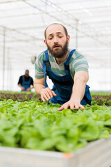 Portrait of farmer doing quality control check on fresh healthy leafy greens plantation crop yields cultivated without pesticides. Local entrepreneurial sustainable agricultural greenhouse