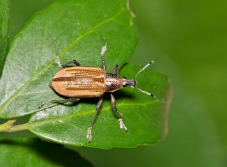 Diaprepes Root Weevil (Diaprepes abbreviatus) insect on Yaupon Holly leaves, nature destructive pest control garden Springtime.
