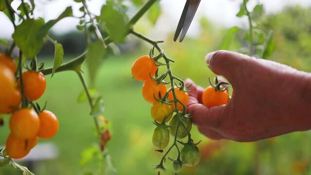 Close-up pruner in hand. Cuts ripe yellow tomatoes. Cutting tomatoes. Using a garden tool. Copy space. High quality FullHD footage