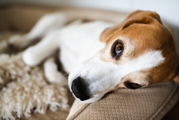 Obraz premium Beagle dog tired sleeps on a couch indoors. Bright sunny interior. Canine theme.