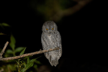 The owl is up in the tree at night, looking around..