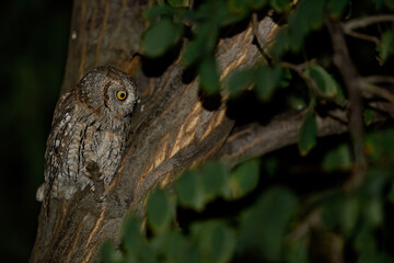 The owl is up in the tree at night, looking around..