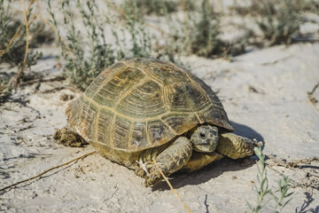 Agrionemys horsfieldii Central Asian tortoise crawls on the Kazakh steppe, sunny summer day in the desert