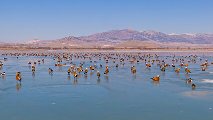 The ducks are resting on the frozen lake.