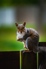 squirrel