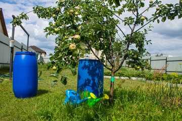 A blue plastic barrel and watering cans on the grass near apple trees with green foliage on a sunny summer day. Concept gardening and plant care