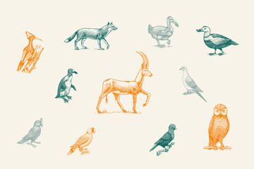 Extinct species. Wild mammal animals and birds. Dodo, Moa, Tasmanian wolf, Quagga. Aurochs. Blue antelope. Hand drawn vector engraved sketch. Graphic vintage style.  © artbalitskiy