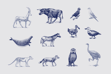 Extinct species. Wild mammal animals and birds. Dodo, Moa, Tasmanian wolf, Quagga. Aurochs. Blue antelope. Hand drawn vector engraved sketch. Graphic vintage style.  © artbalitskiy