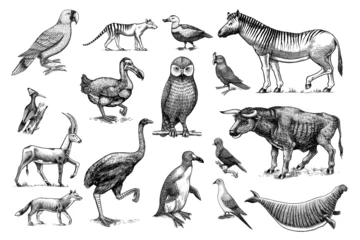 Fototapete Eulen-Cartoons Extinct species. Wild mammal animals and birds. Dodo, Moa, Tasmanian wolf, Quagga. Aurochs. Blue antelope. Hand drawn vector engraved sketch. Graphic vintage style. 