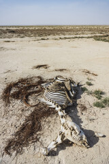 The skeleton of a dead camel in the desert in the steppes of Kazakhstan, the camel died from the...