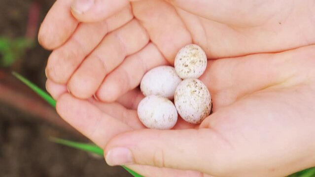 in the hands of lizard eggs found in the garden