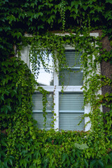 An old building covered with plants- clematis, window