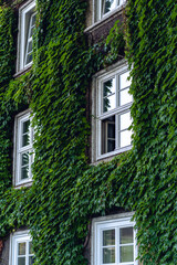 Fototapeta na wymiar Close-up of green creeper plants on the facade of an old building. Spilimbergo, Pordenone province, Friuli-Venezia Giulia, Italy, Europe.